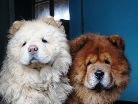 Басс Гоул Барселона(крем) и Рэдиссон