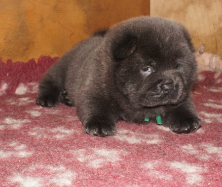 смуфочка от Юлинты Классики в Синем и Золотая Хризантема Черчиля