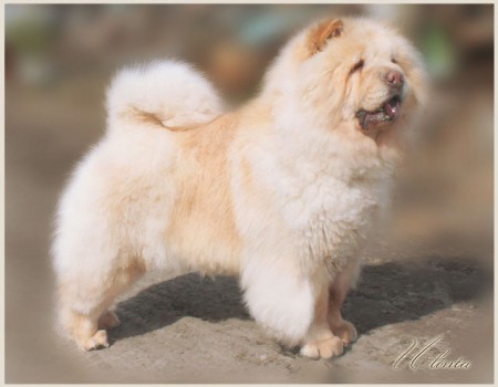 Басс Гоул Барселона