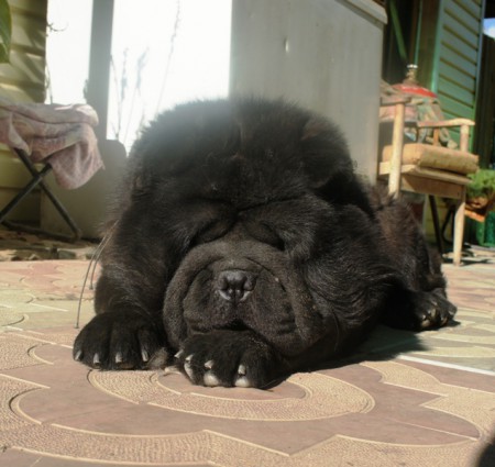 Золотая Хризантема Черчилль